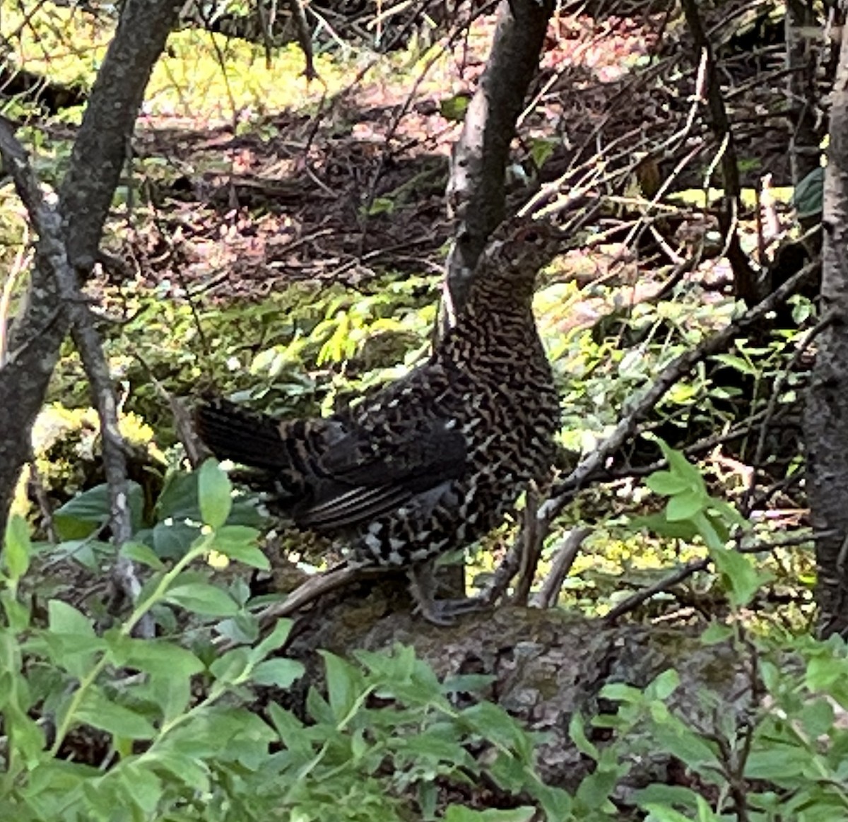Spruce Grouse - ML639562804