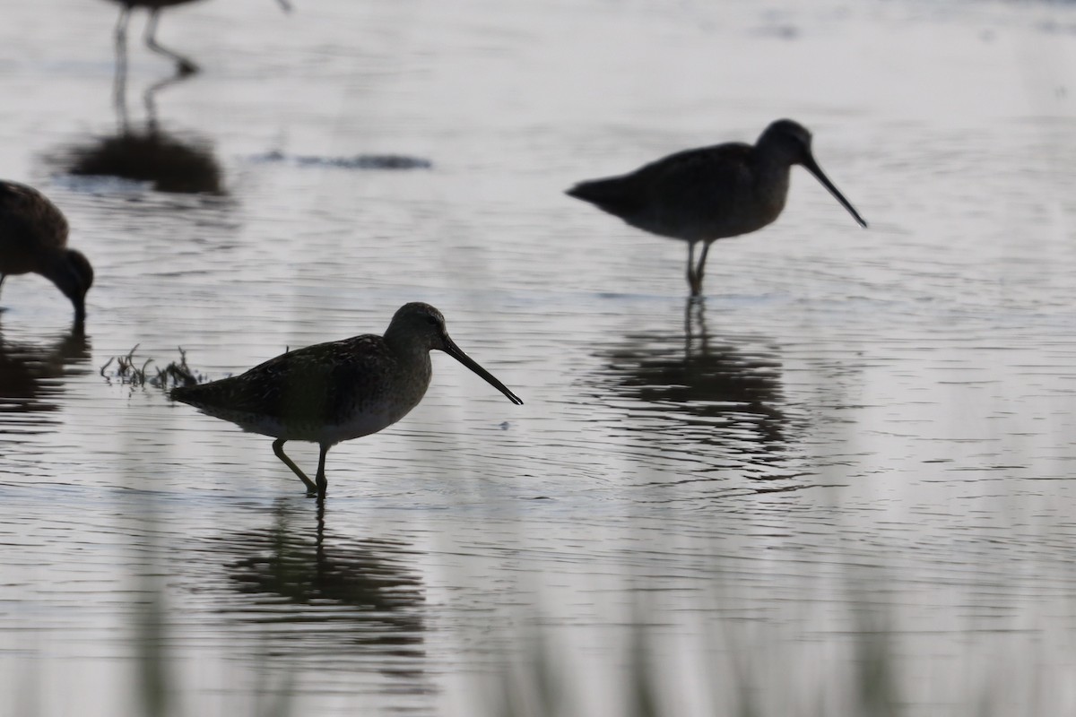 Short-billed Dowitcher - ML639562880