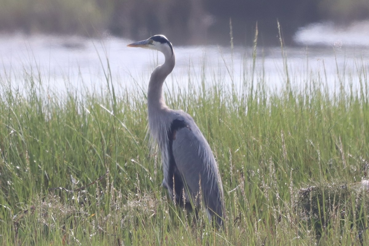 Great Blue Heron - ML639562919