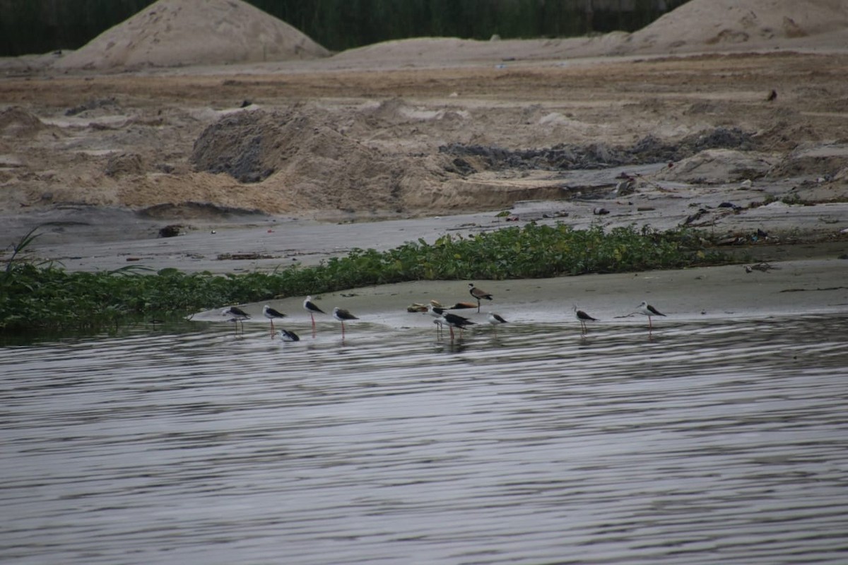 セイタカシギ - ML639562920