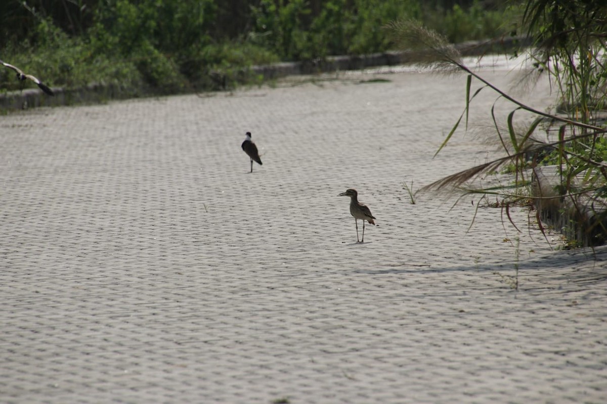 コイシチドリ - ML639562930