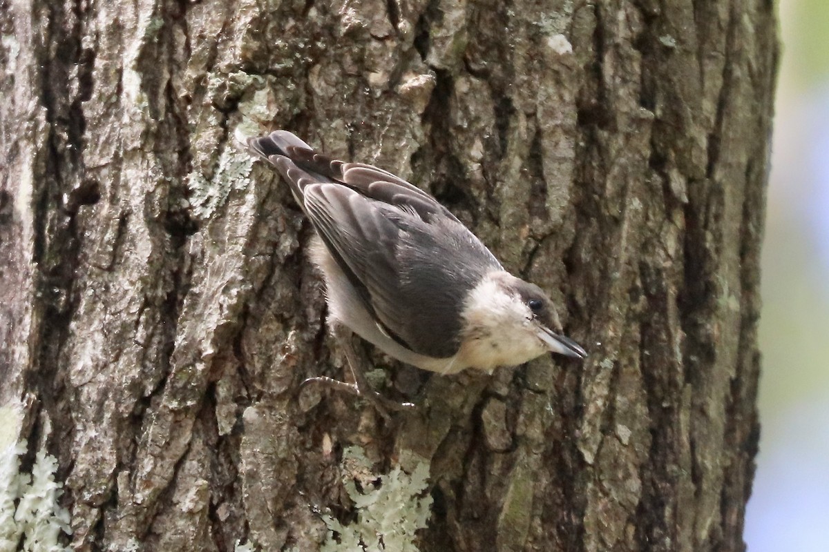 Brown-headed Nuthatch - ML639562933