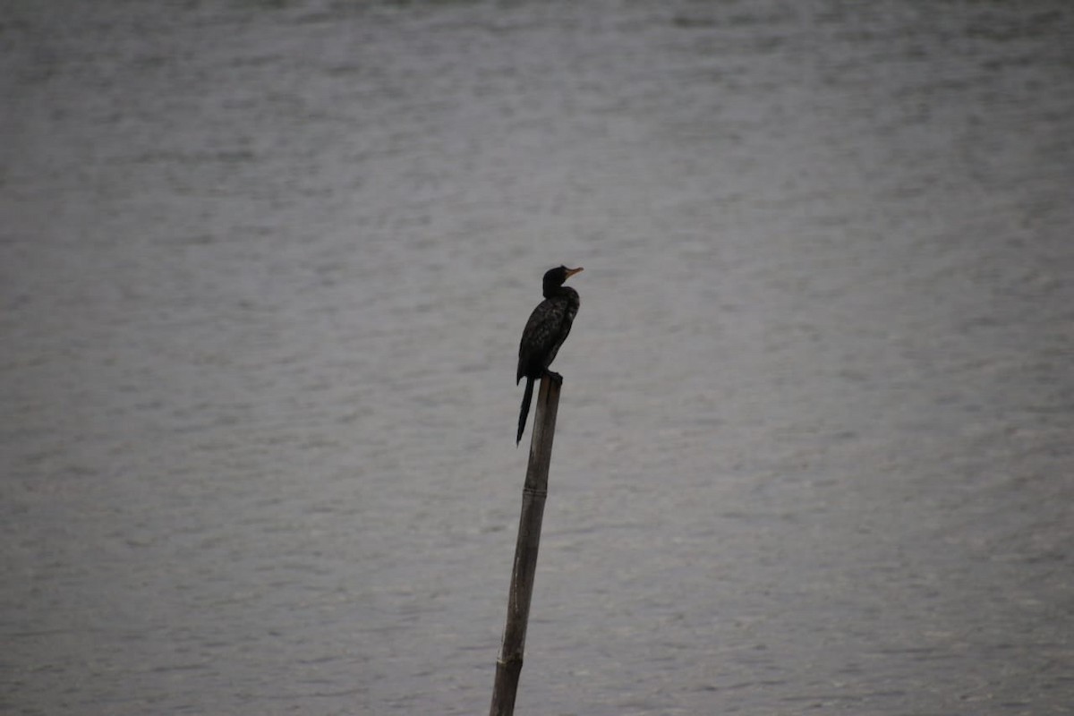 アフリカコビトウ - ML639562938