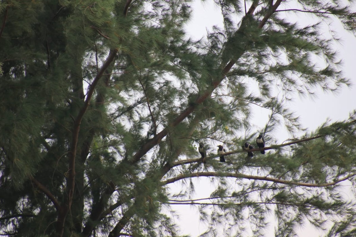 ムナジロガラス - ML639562941