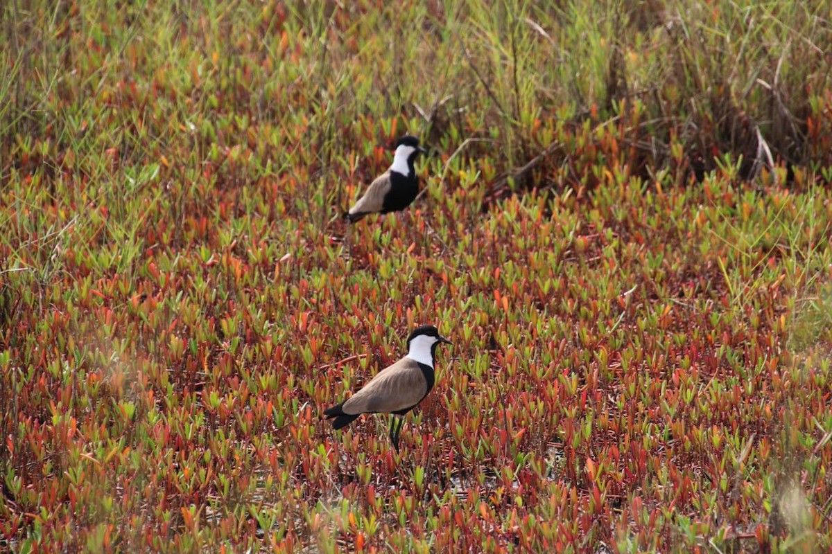 ツメバゲリ - ML639562958