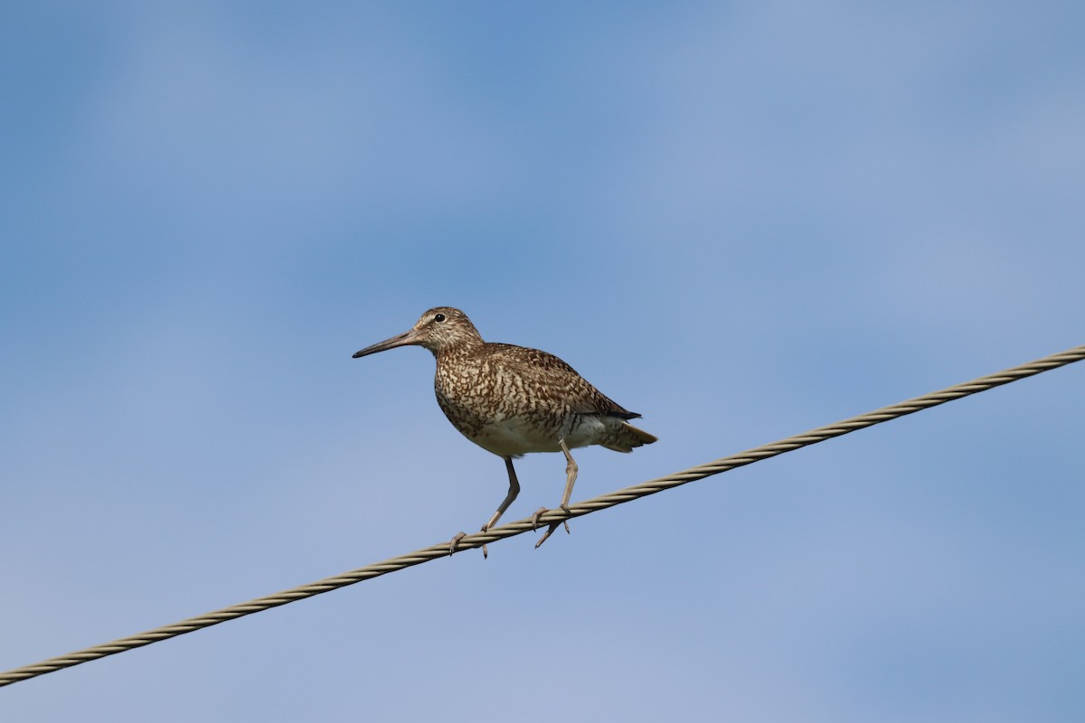 Willet - ML639562973