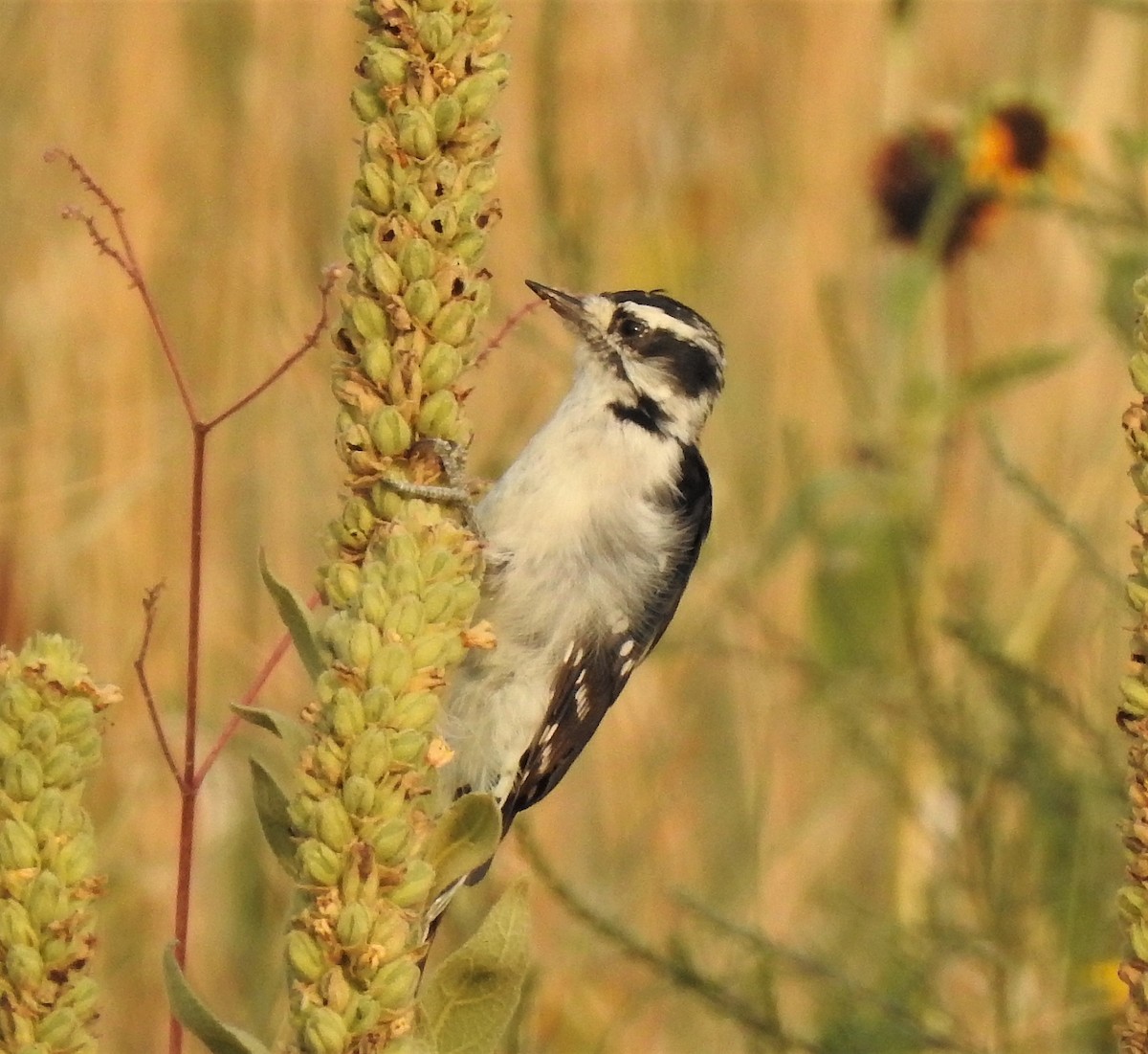 Downy Woodpecker - ML639562976