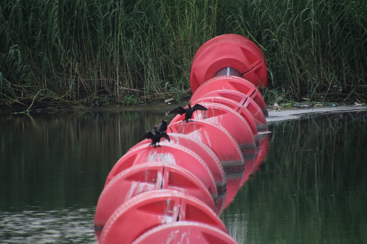 アフリカコビトウ - ML639562986