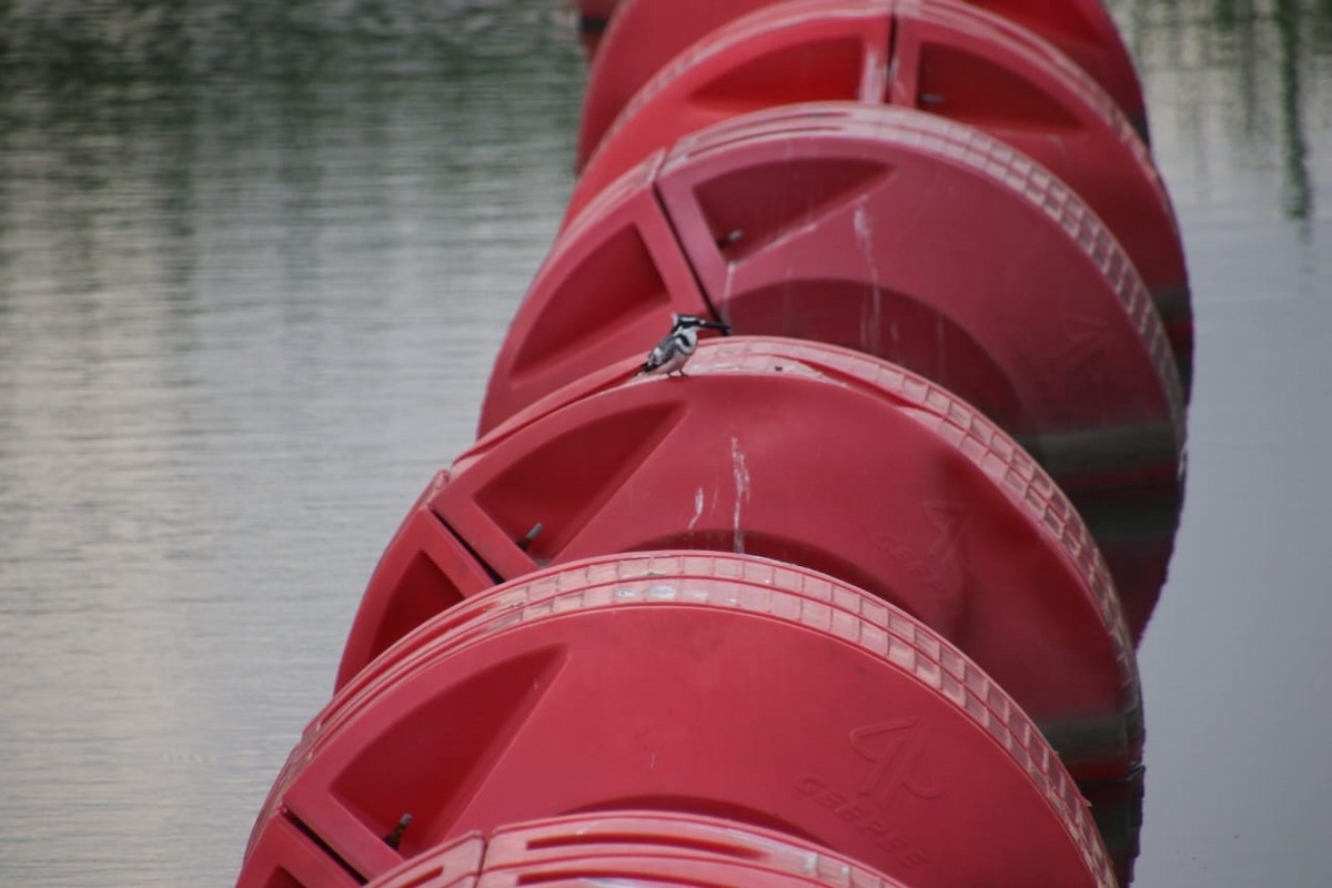 ヒメヤマセミ - ML639562998