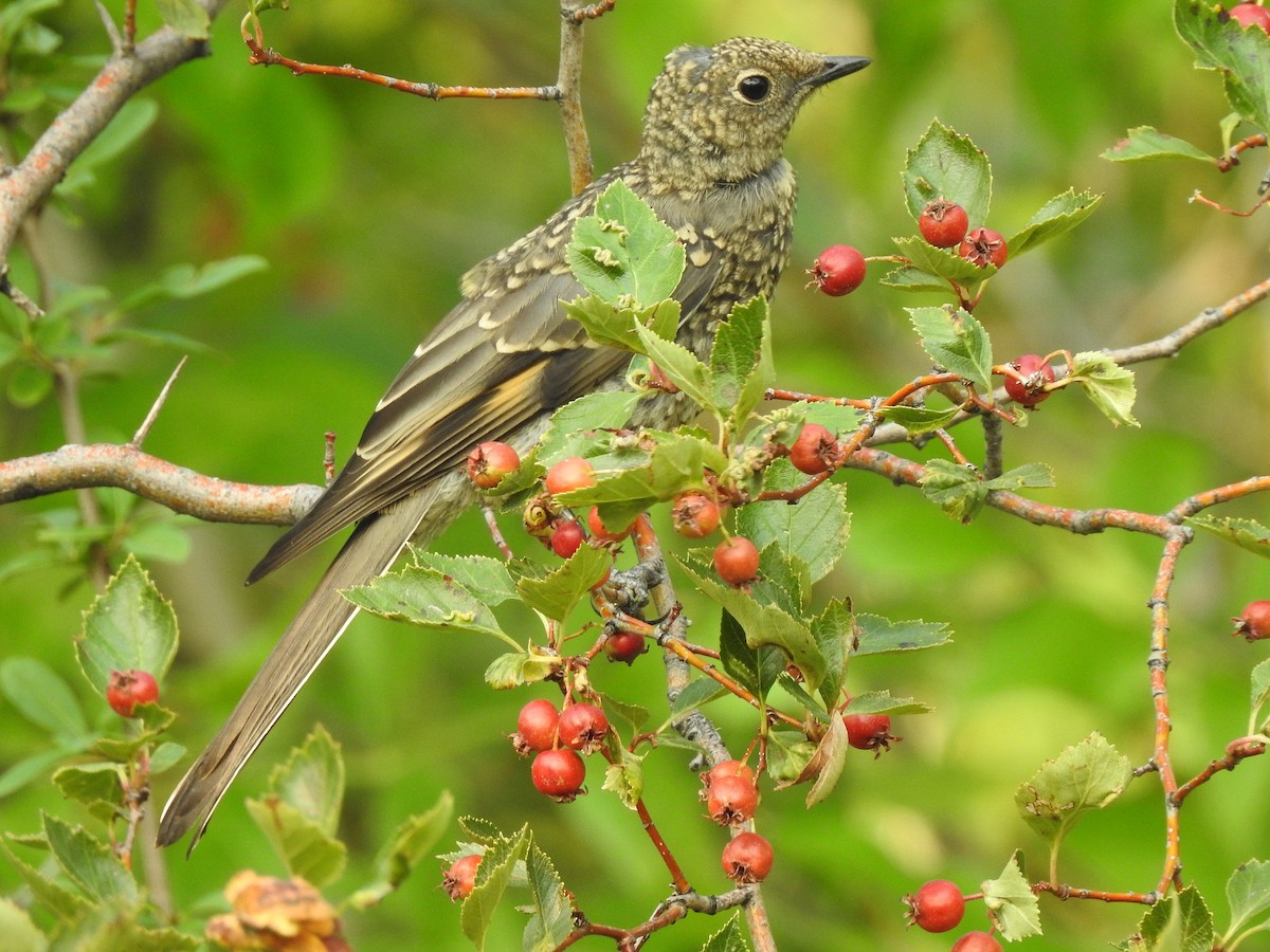 Townsend's Solitaire - ML639563002
