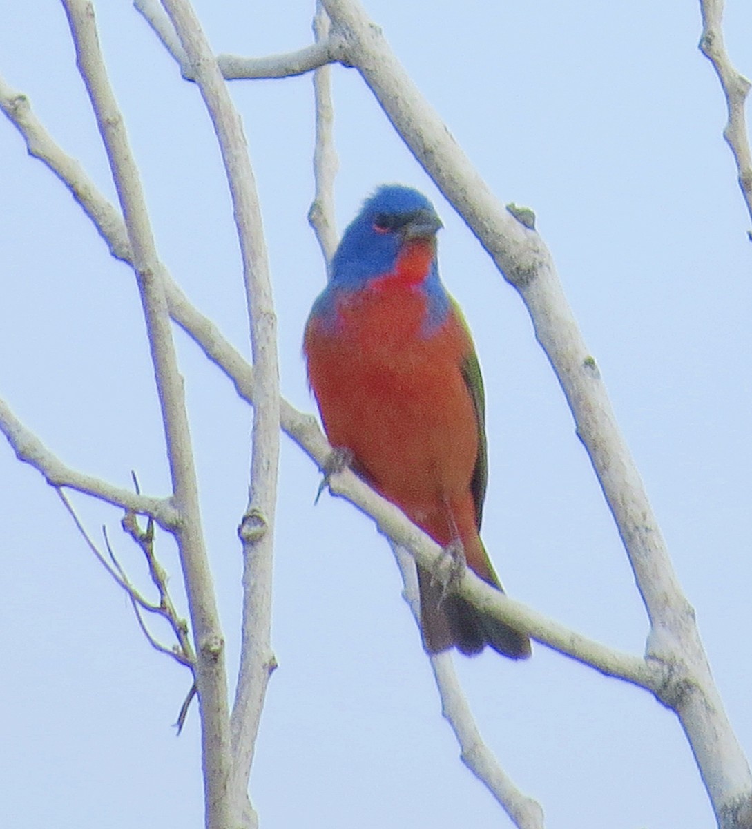 Passerin nonpareil - ML639563017