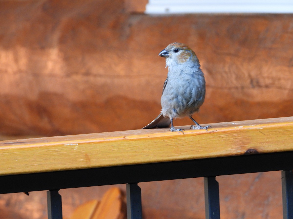 Pine Grosbeak - ML639563024