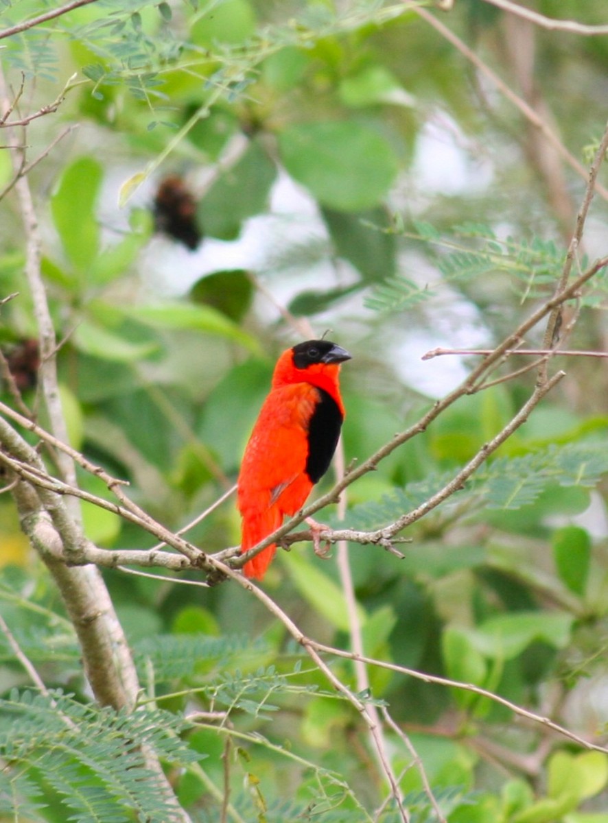 Northern Red Bishop - ML639563031