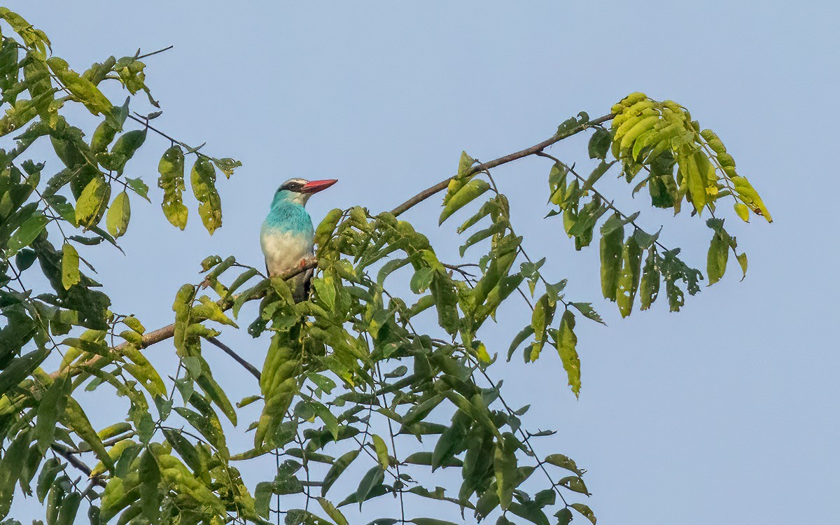 Blue-breasted Kingfisher - ML639563064