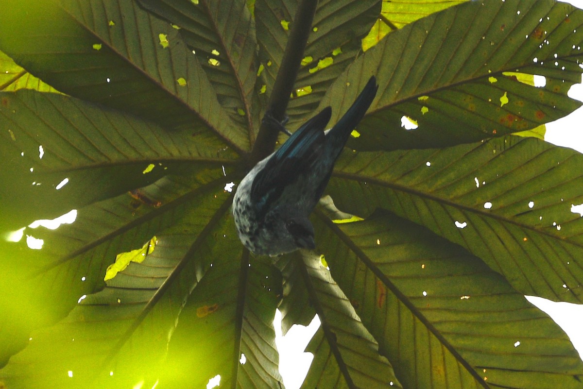 Azure-rumped Tanager - ML639563101