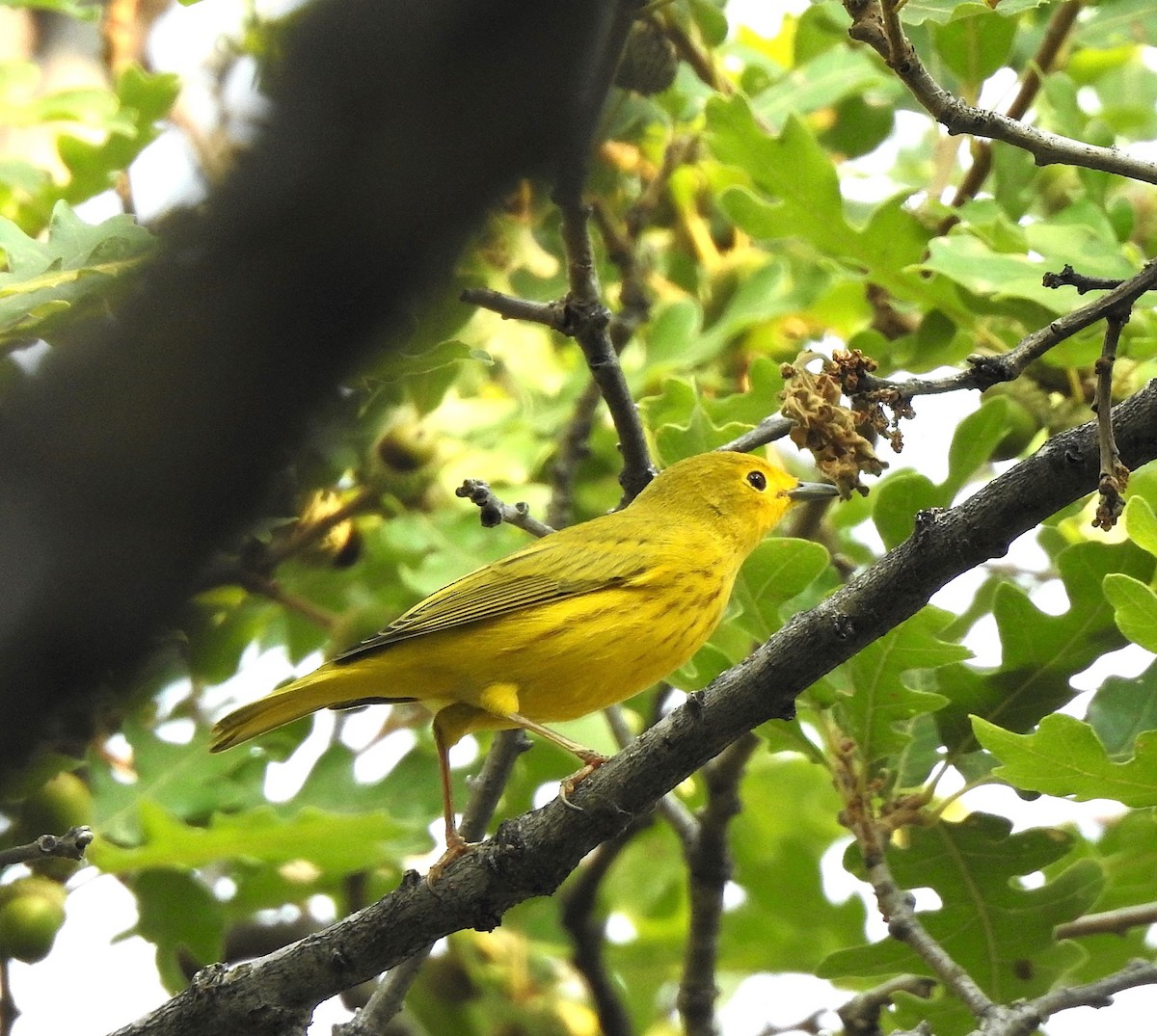 Yellow Warbler - ML639563104