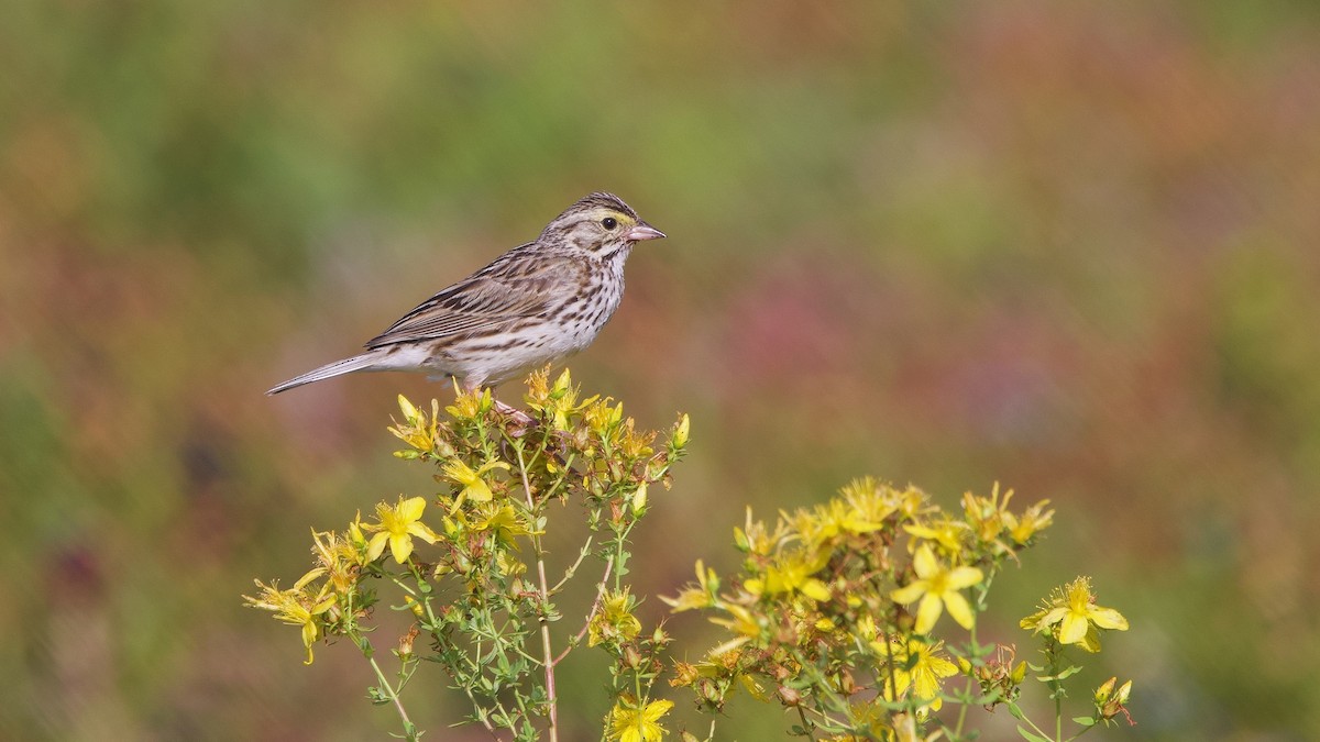 Savannah Sparrow - ML639563107