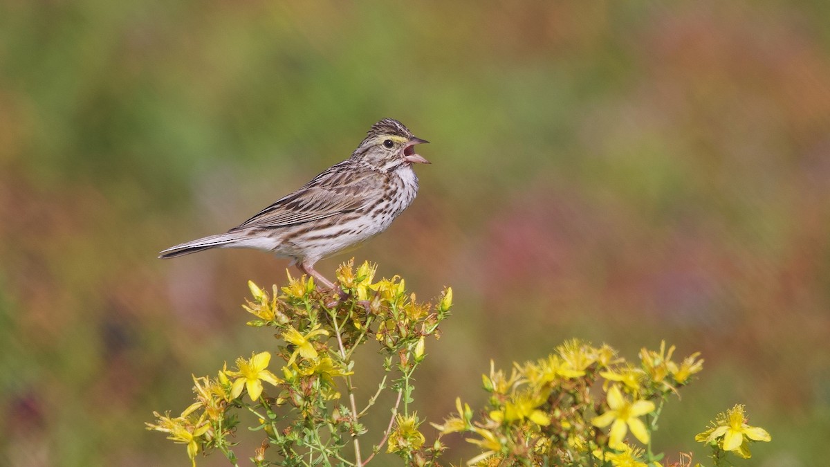 Savannah Sparrow - ML639563109