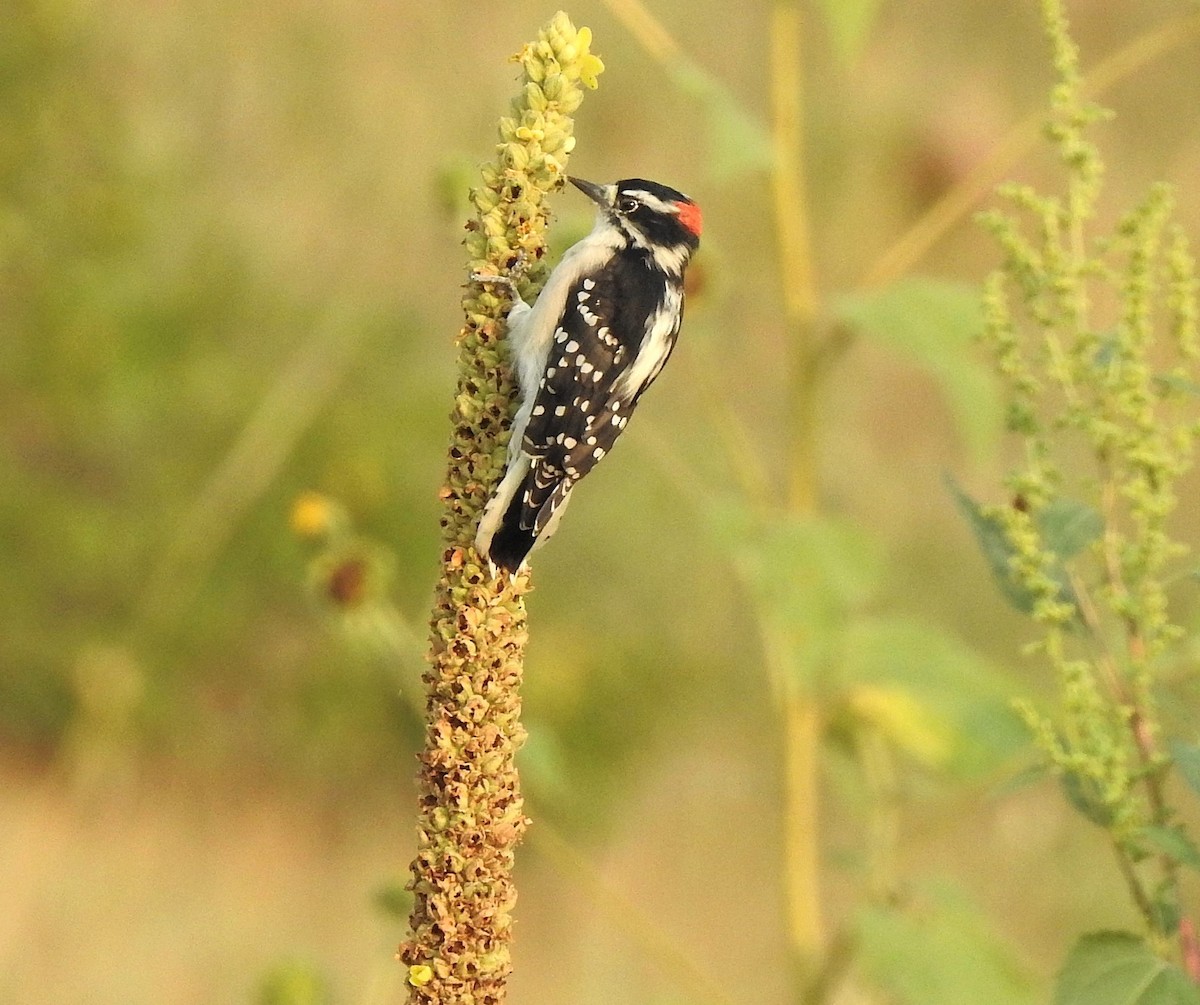 Downy Woodpecker - ML639563117