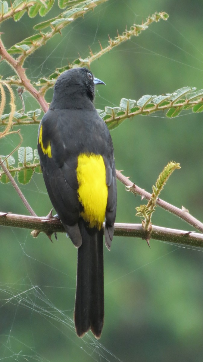 Turpial Cubano - ML639563130
