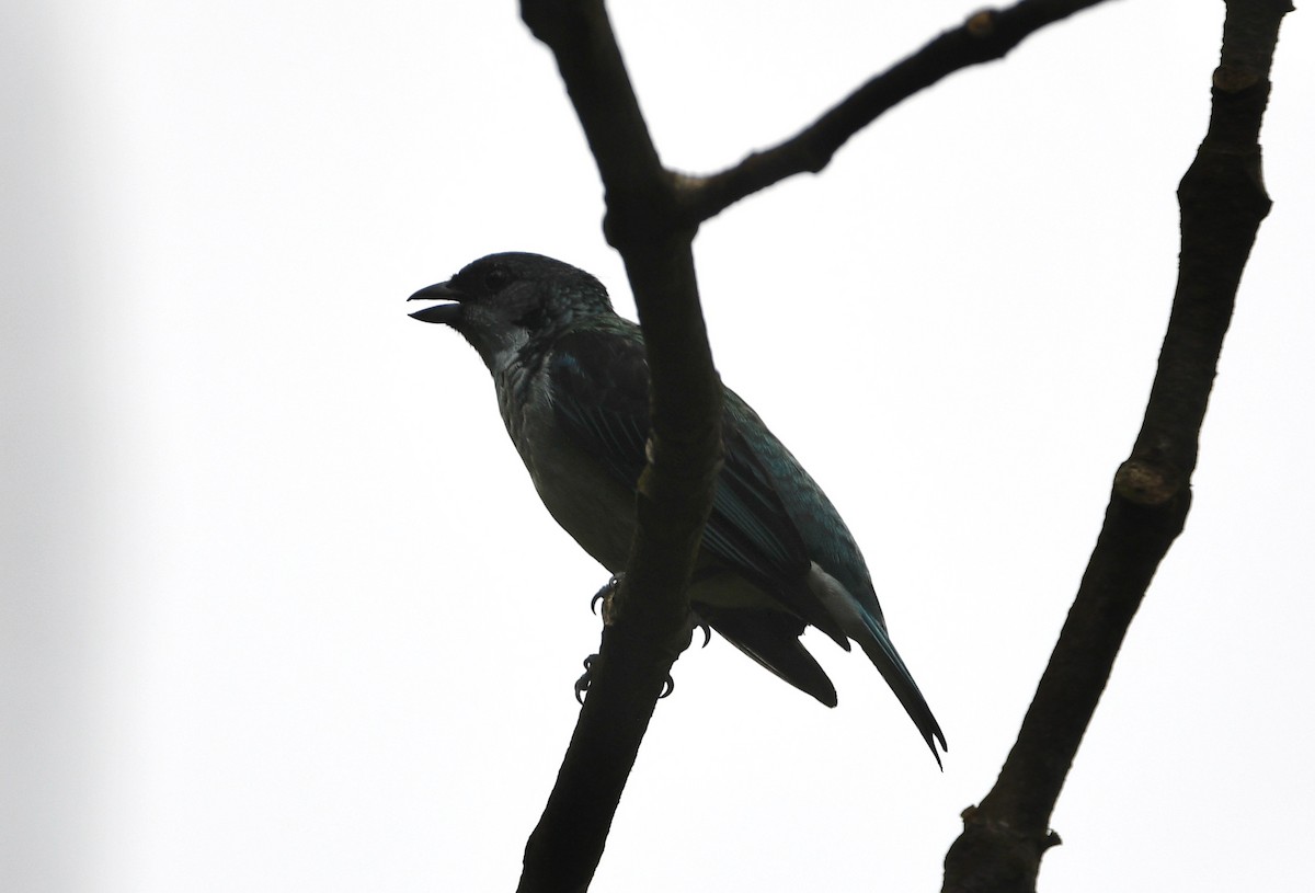 Azure-rumped Tanager - ML639563174