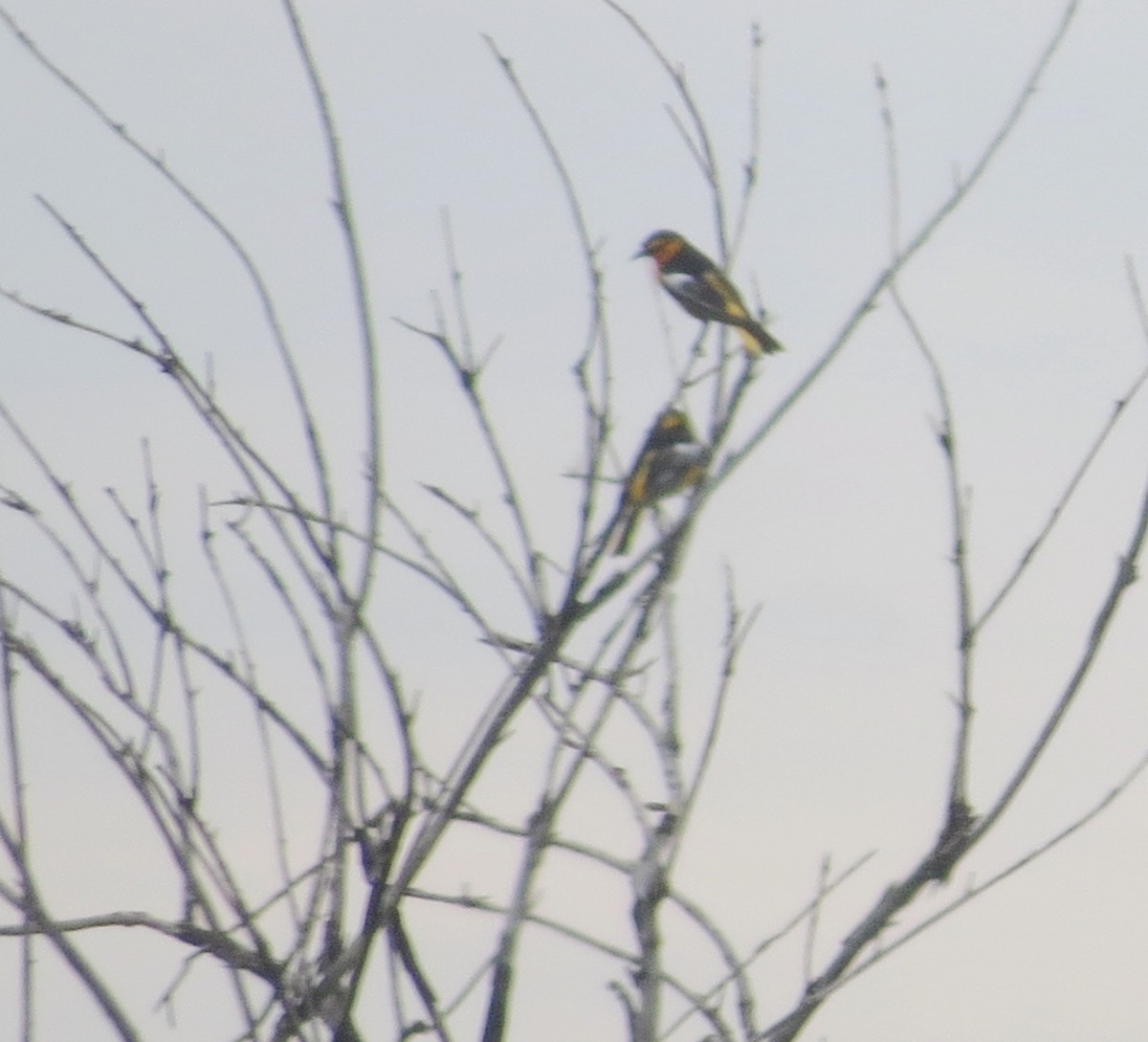 Oriole jaune-verdâtre - ML639563175