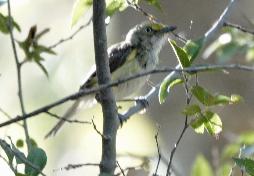 White-eyed Vireo - ML639563187