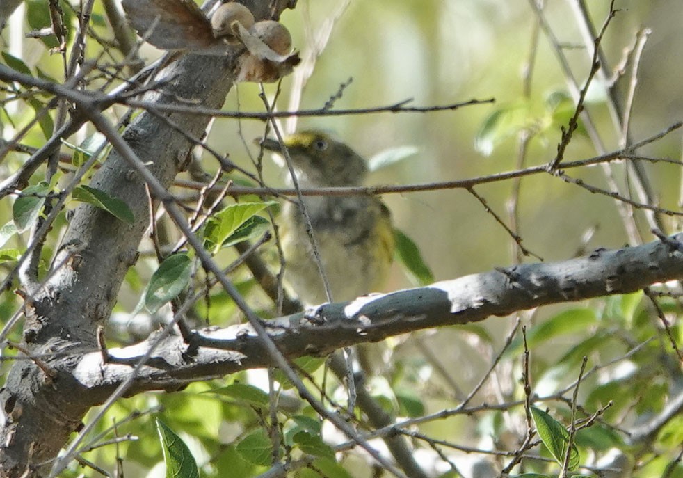 White-eyed Vireo - ML639563189