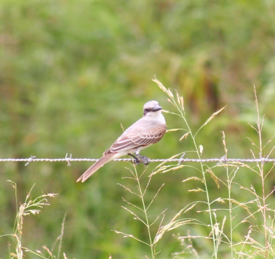 Gray Kingbird - ML639563250