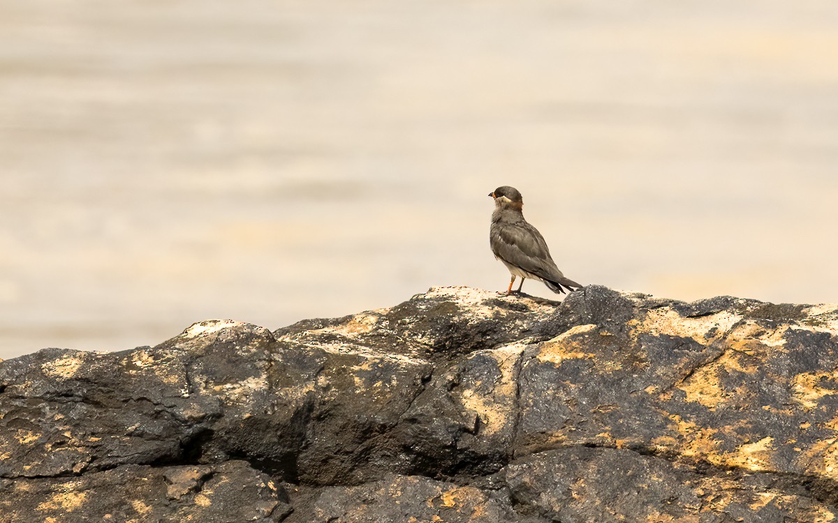 Rock Pratincole (Rufous-naped) - ML639563260