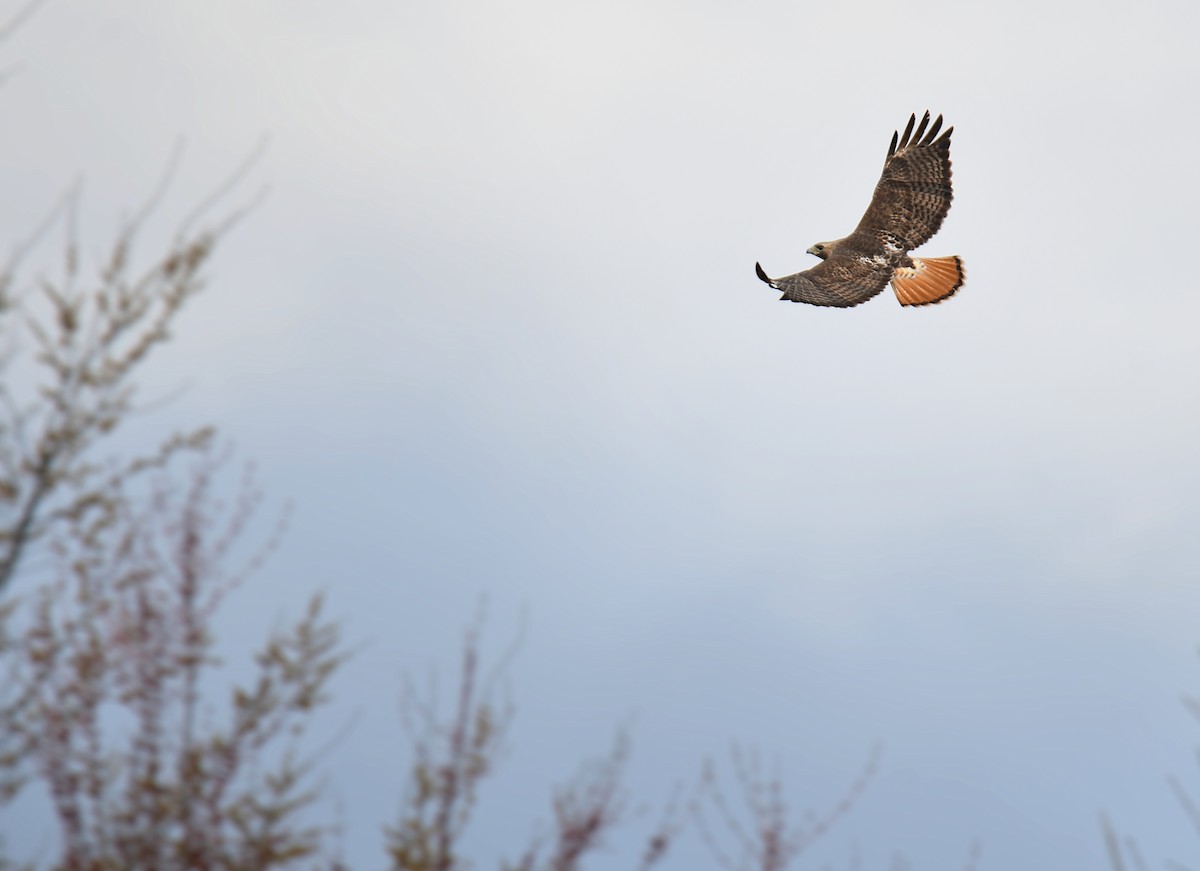 Red-tailed Hawk - ML639563288