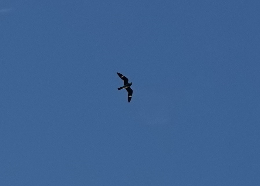 Common Nighthawk - ML639563299