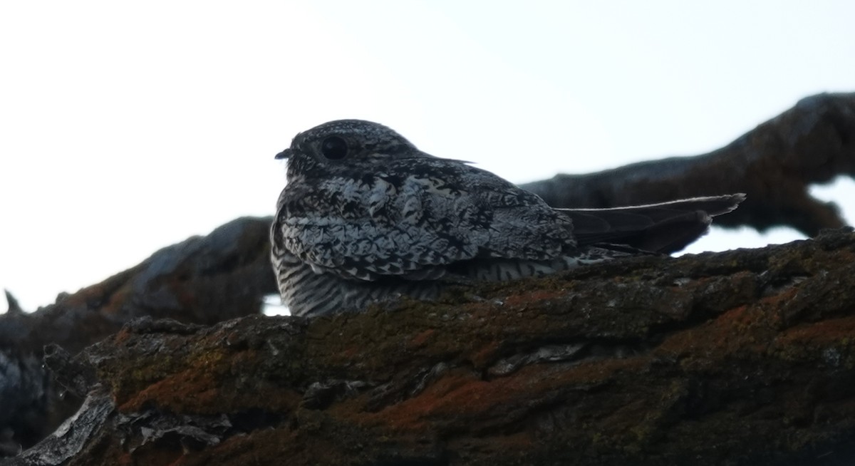 Common Nighthawk - ML639563300