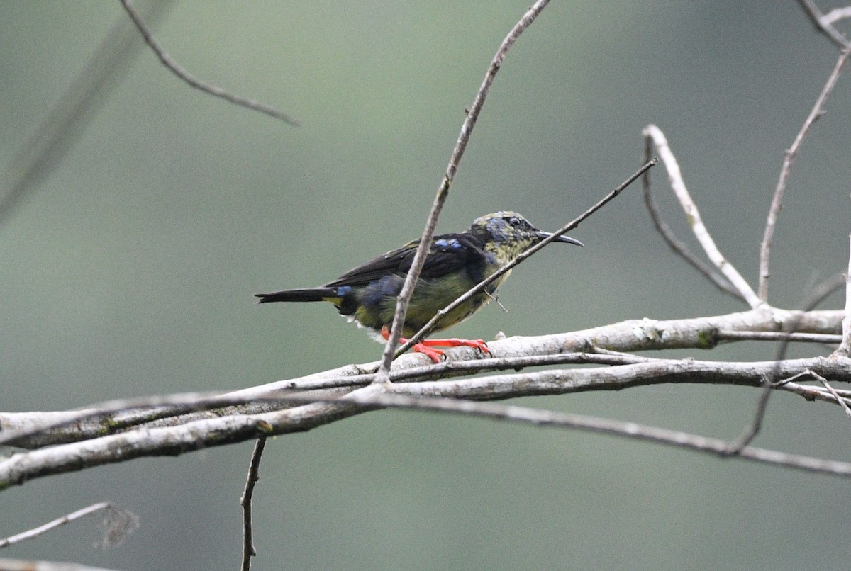 Red-legged Honeycreeper - ML639563355