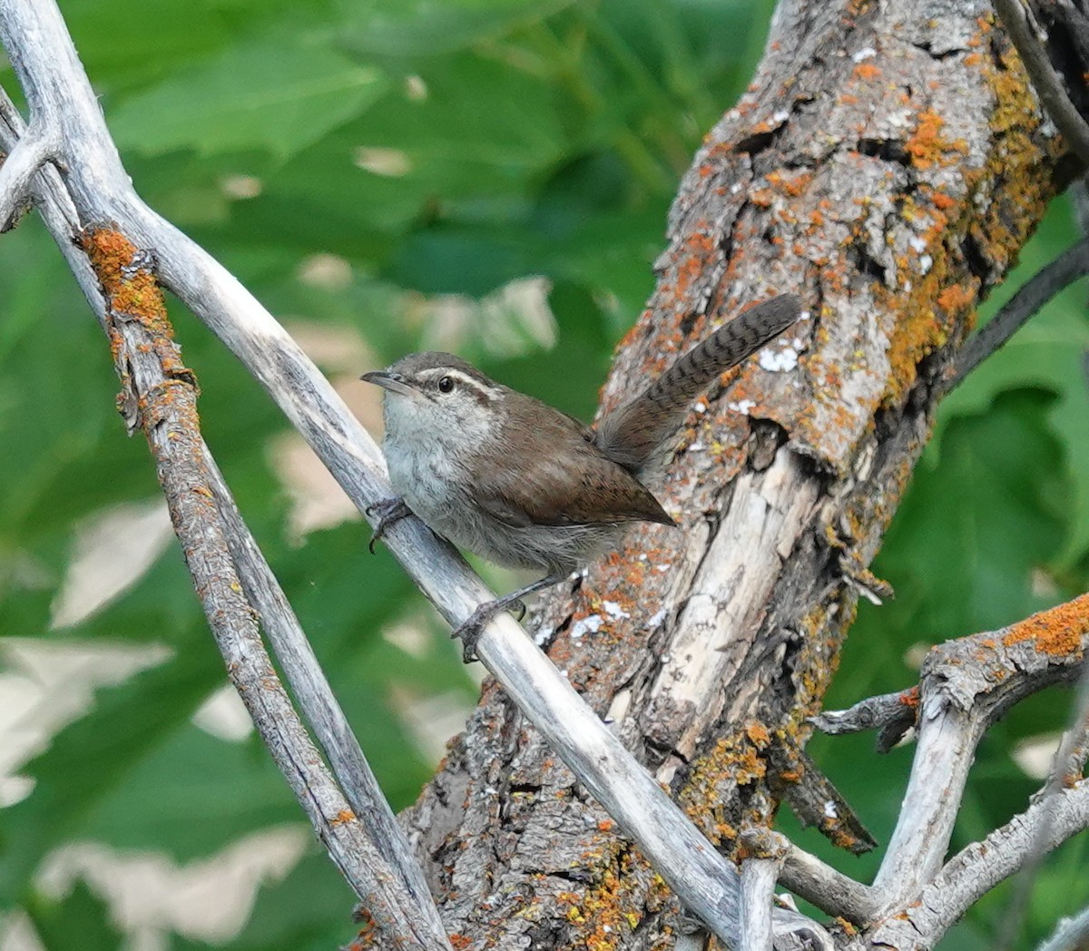 Bewick's Wren - ML639563358
