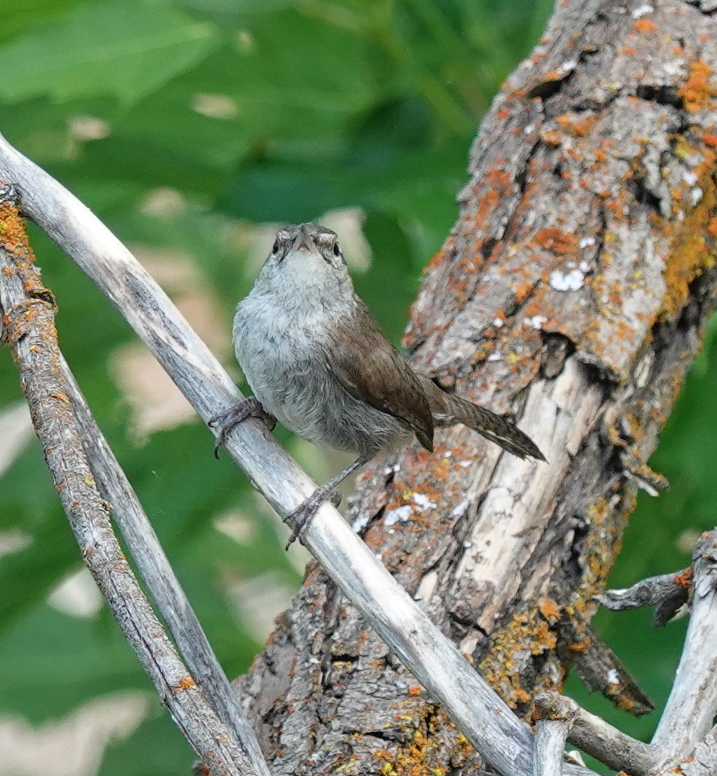Bewick's Wren - ML639563359