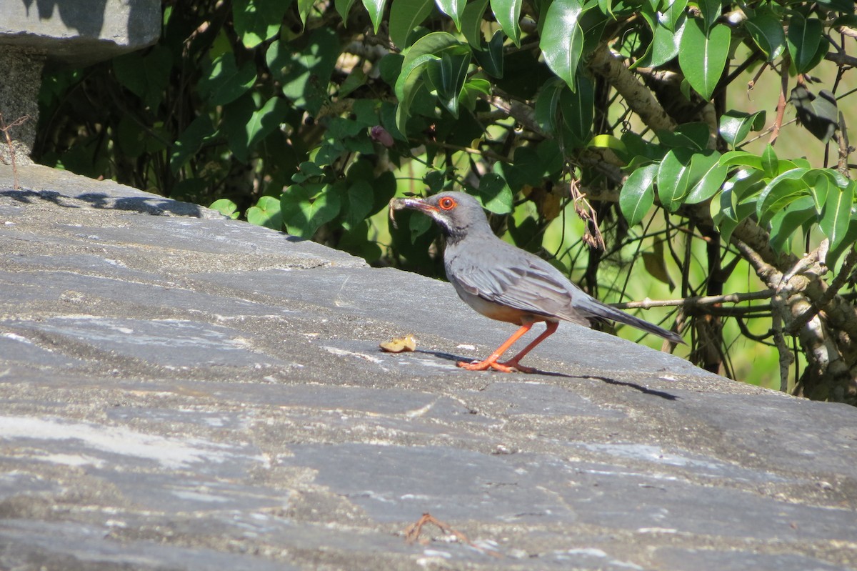 Western Red-legged Thrush - ML639563370