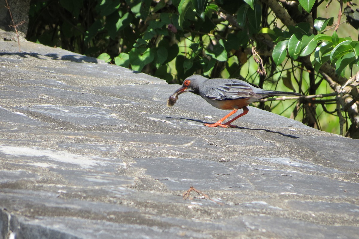 Western Red-legged Thrush - ML639563371