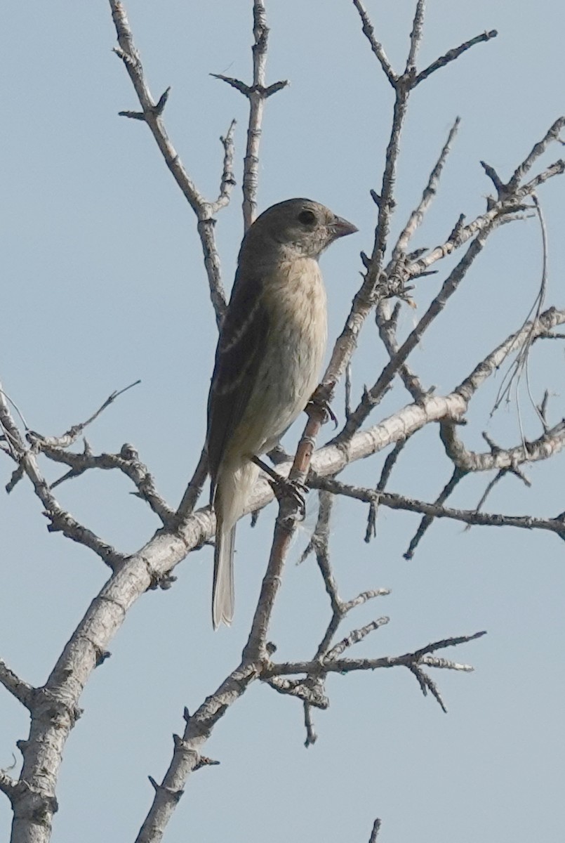 Lazuli Bunting - ML639563385