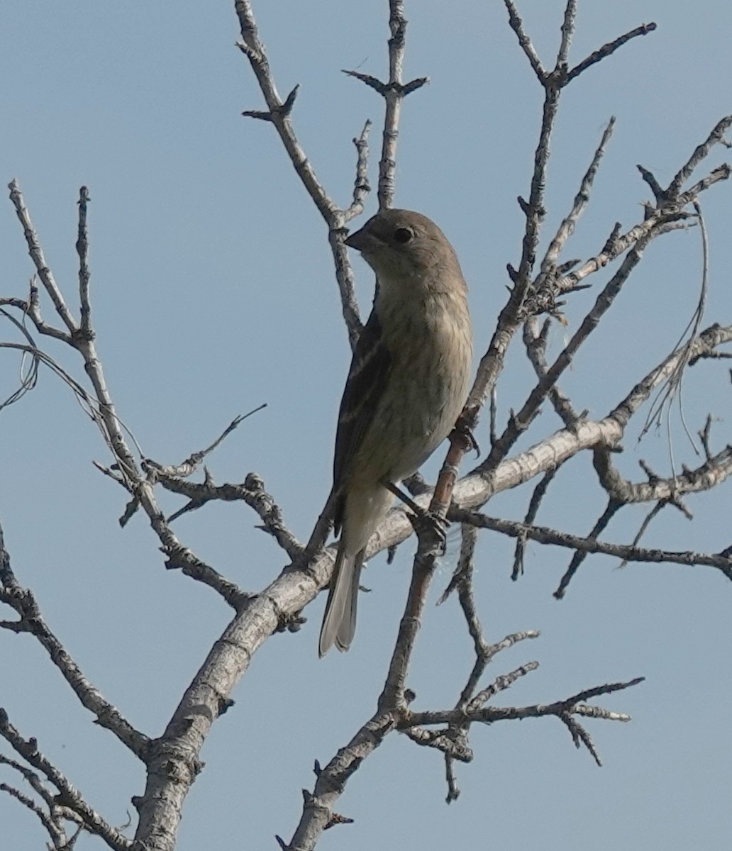 Lazuli Bunting - ML639563386