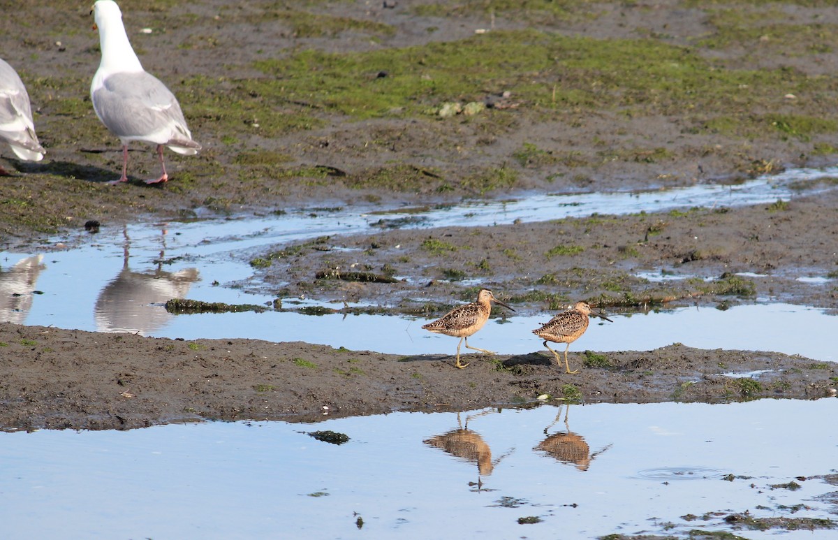 Long-billed Dowitcher - ML639563433