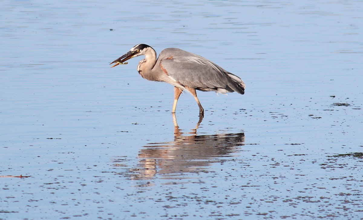 Great Blue Heron - ML639563448
