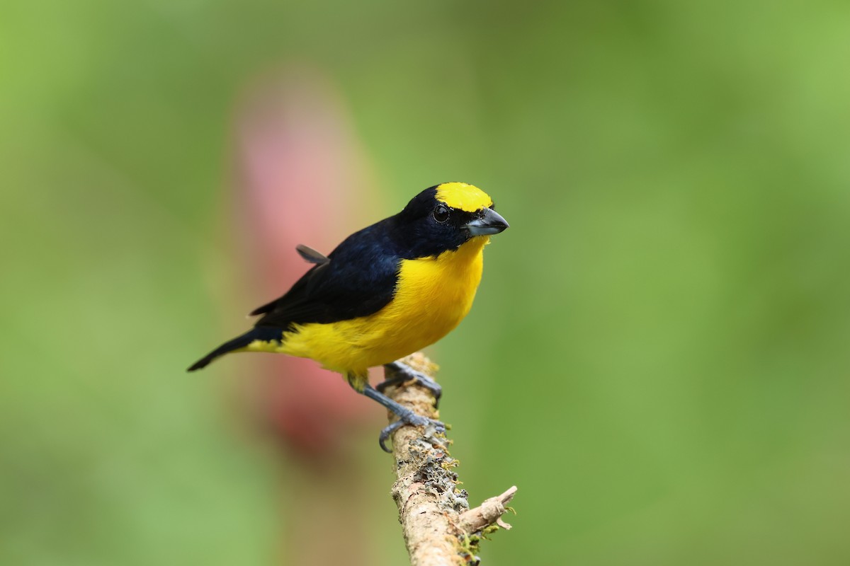 Thick-billed Euphonia - ML639563502