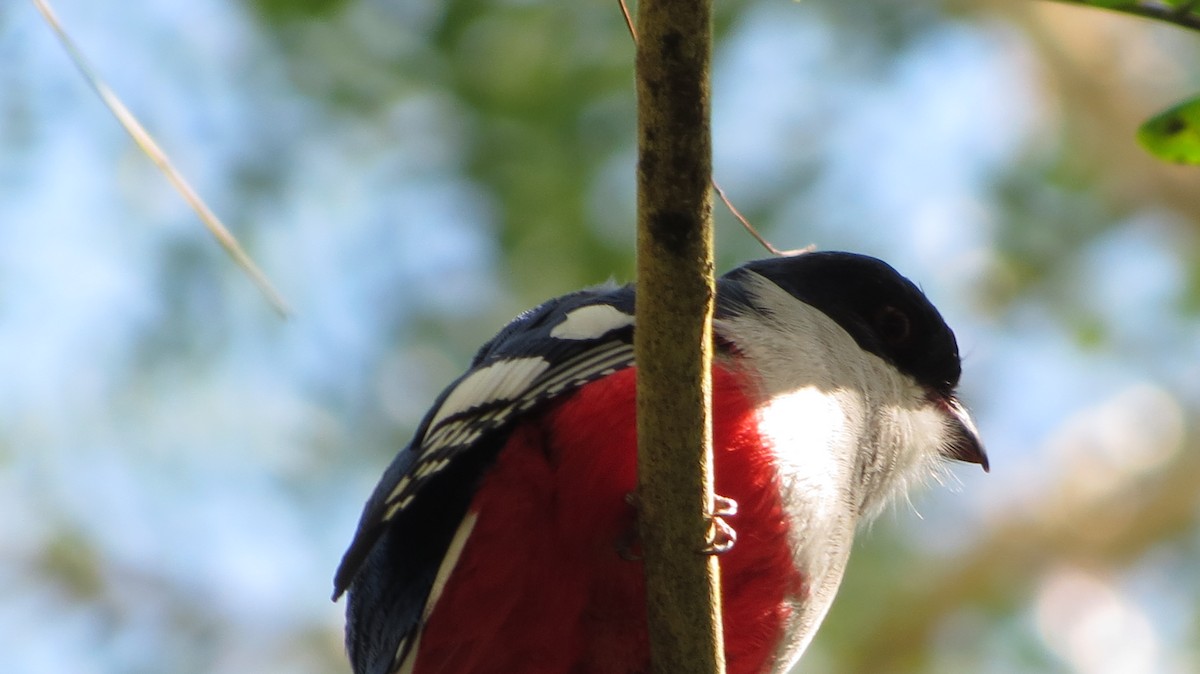 Cuban Trogon - ML639563504