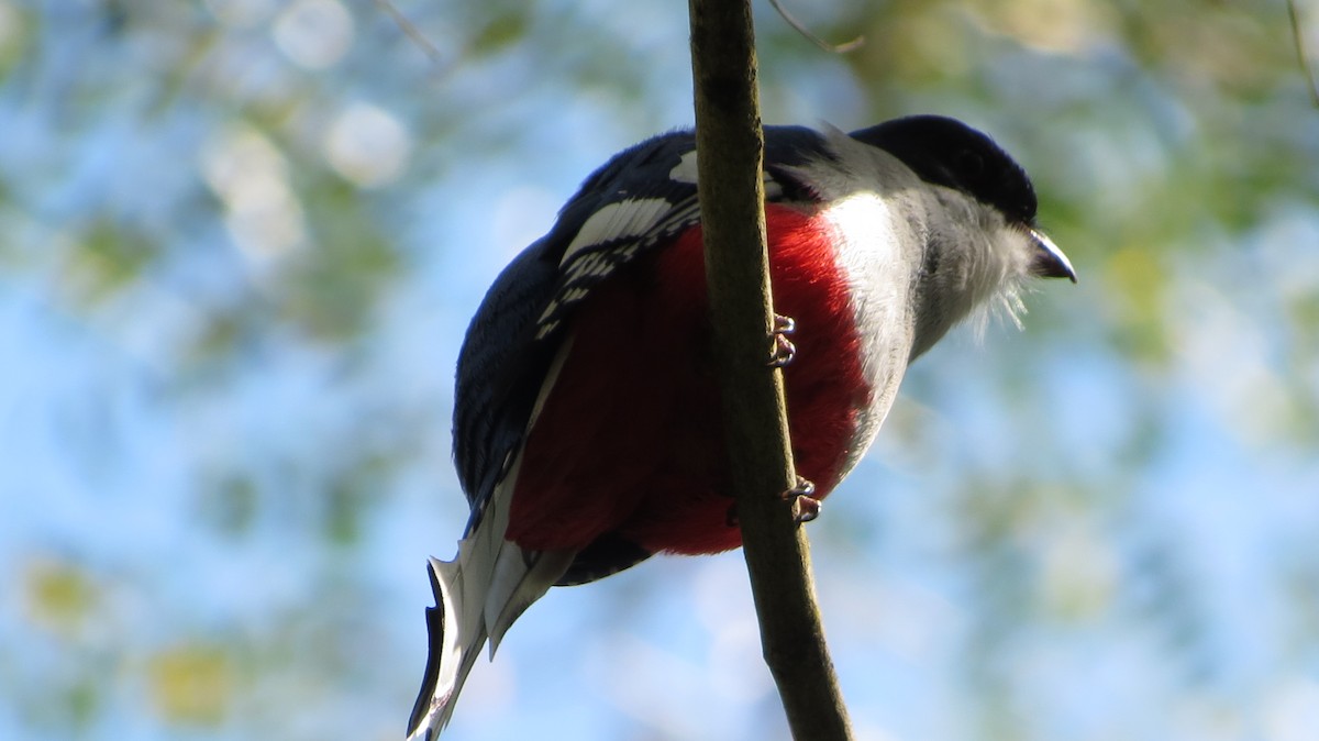 Cuban Trogon - ML639563505