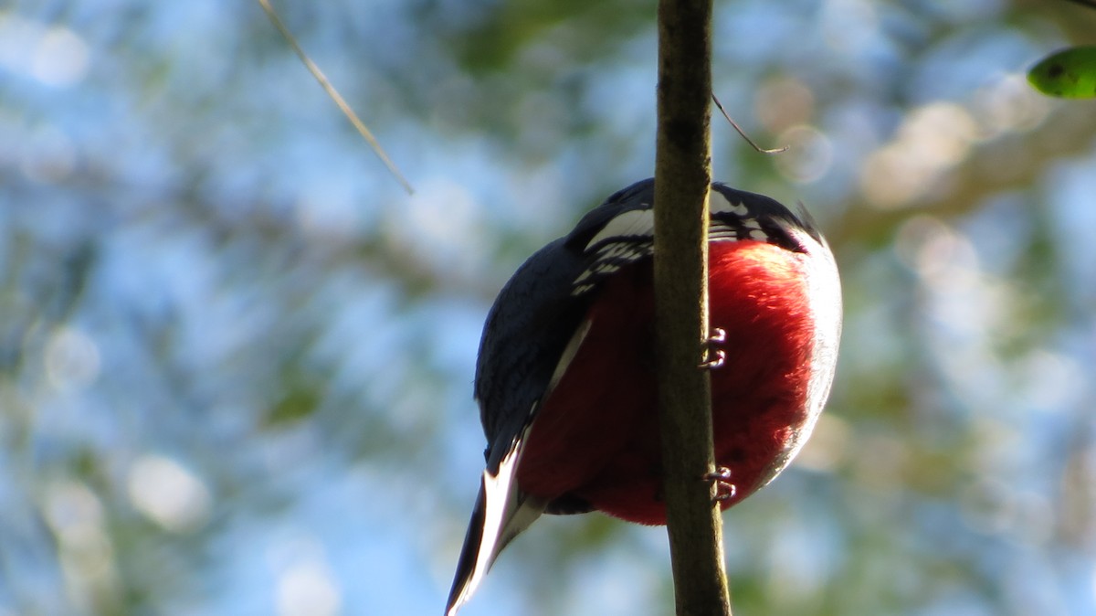 Cuban Trogon - ML639563507