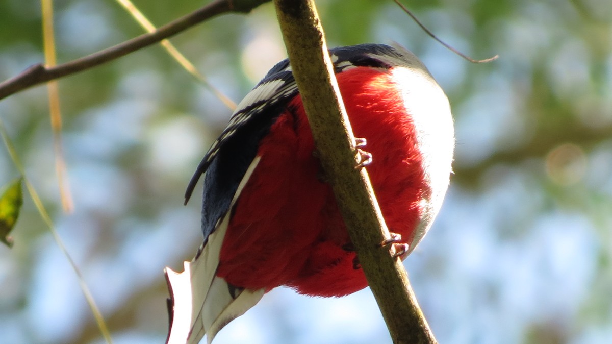 Cuban Trogon - ML639563508