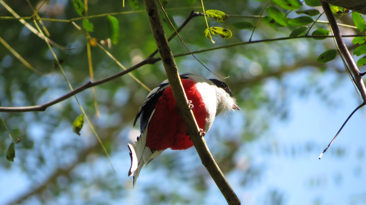 Cuban Trogon - ML639563509