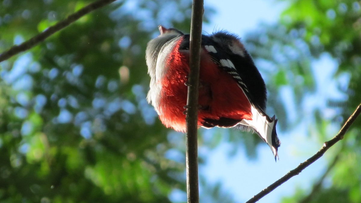 Cuban Trogon - ML639563512