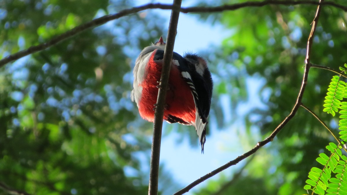 Cuban Trogon - ML639563513